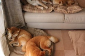 开云体育app-北京鸭新赛季阵容调整注重年轻化发展，北京鸭百度百科