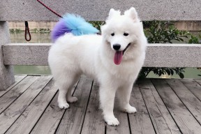 开云体育官网app-国家队传球体系为何缺乏多层次转换，传球队员一般应把球