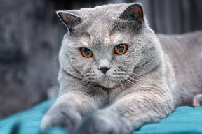 开云体育链接-中国篮球青训选拔机制存在哪些短板，篮球青训师的待遇怎么样