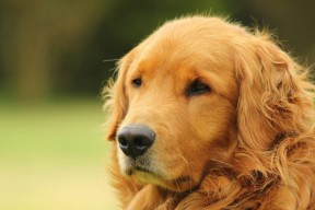 开云在线入口-中国香港队的表现让人惊讶：国际乒联混合团体世界杯深度评析，香港乒乓球队名单