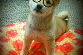 开云体育官网-凯尔特人上线互动直播拉近粉丝距离，凯尔特人怎么没有视频直播