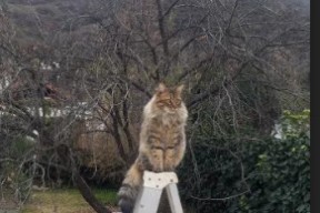 开云体育入口-维尔·冯·威克：充分发挥体能优势，攻破对方防线为南非队创造机会