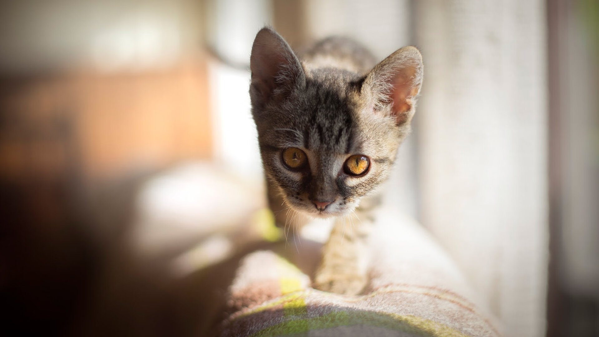 中国三人篮球女队强化中路防守体系,中国女子三人篮球队员是谁