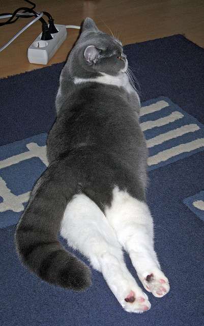 中国女篮在高强度比赛中保持体能优势,中国女篮体能训练