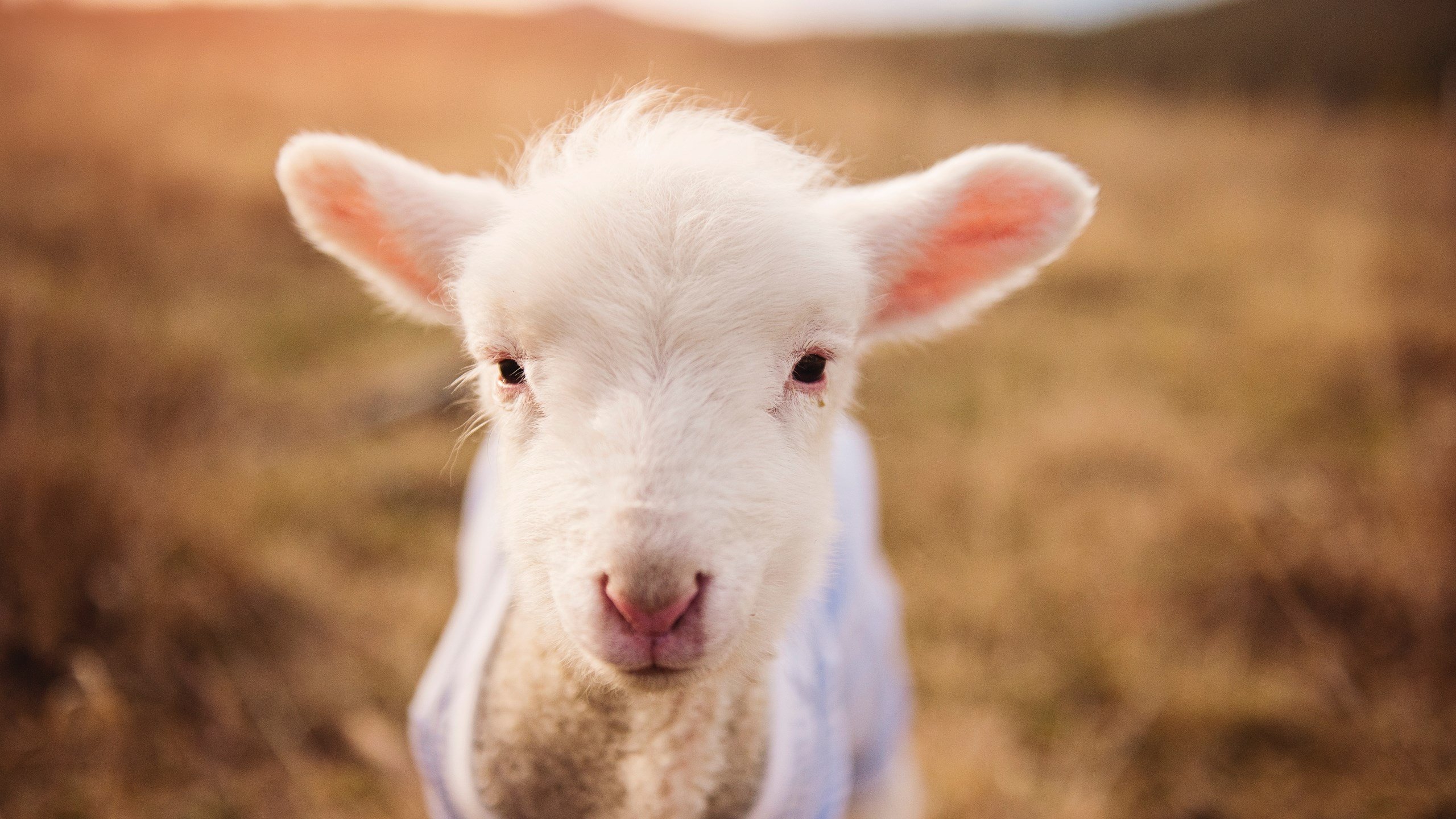 切尔西夺冠引发媒体热议,成热门话题,切尔西夺冠球迷反应