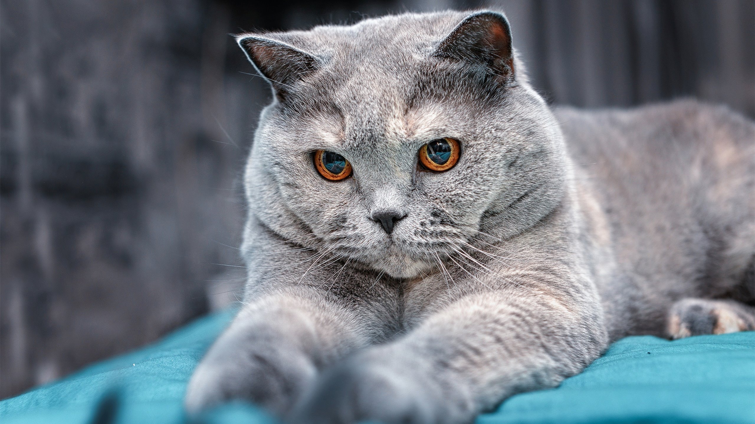 加拿大队在国际乒联混合团体世界杯中的表现分析与评价，加拿大国家队乒乓球