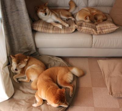 北京鸭新赛季阵容调整注重年轻化发展,北京鸭百度百科