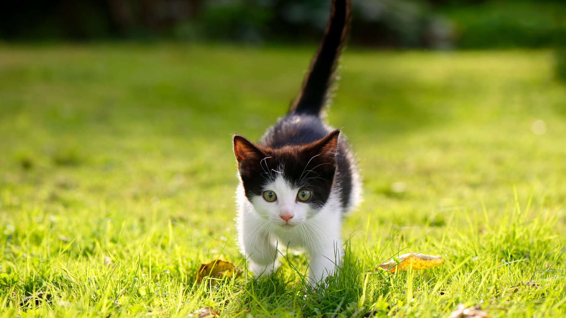 北京鸭新赛季阵容调整注重年轻化发展,北京鸭百度百科