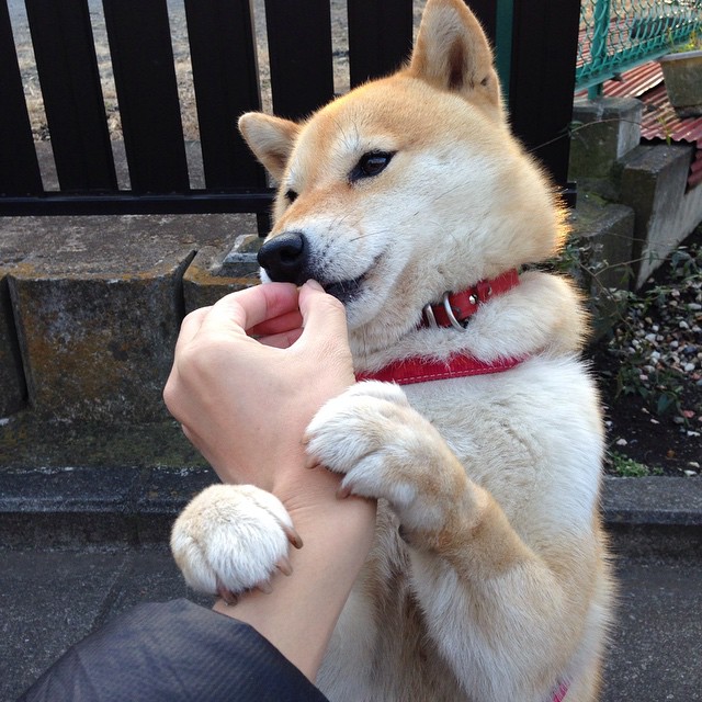 未来十年：澳大利亚乒乓球的潜力与发展前景，澳大利亚 乒乓球运动员名单