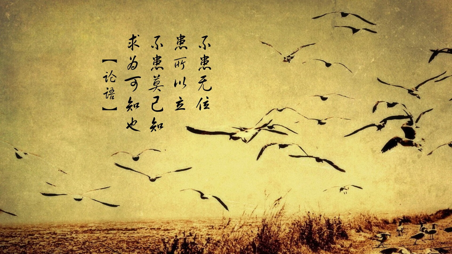 纽卡斯尔客场表现回暖力争反弹,纽卡斯尔首发