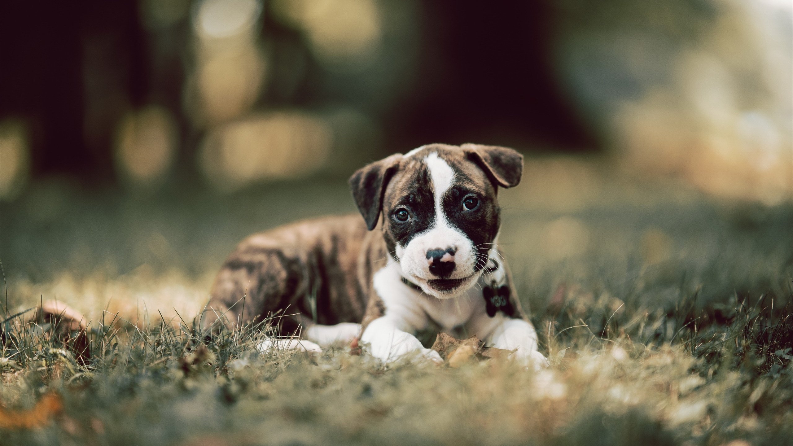 中国队接力表现稳定夺得季军,中国队接力名单