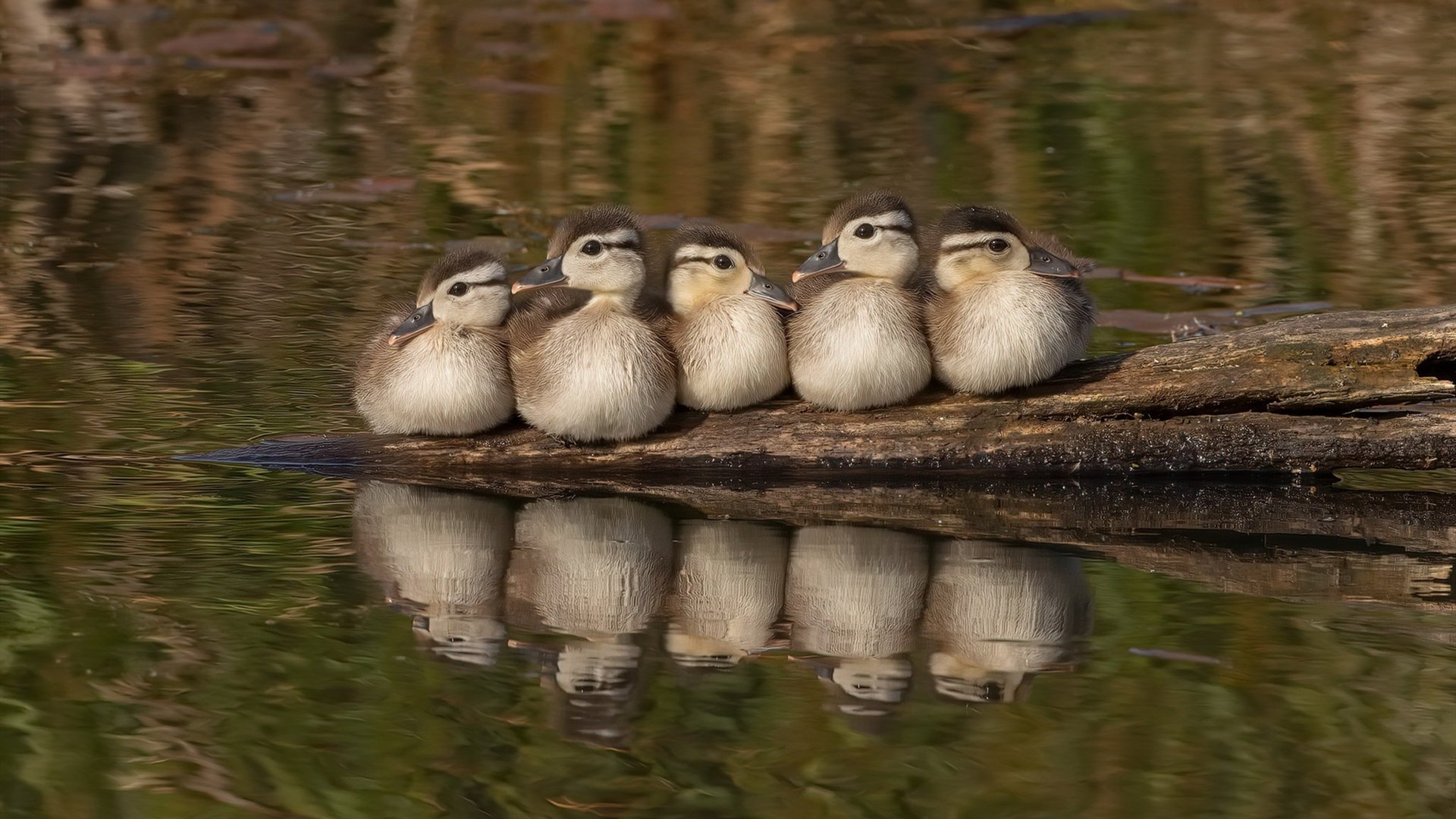 乌干达女篮在非洲锦标赛中表现优异，期待梦想成真，乌干达女子篮球联赛