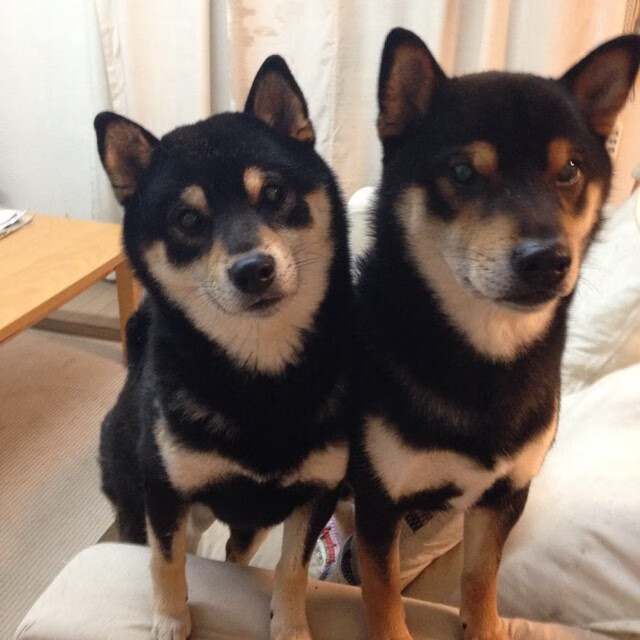 字母哥表示专注防守才能赢得系列赛,字母哥持球进攻