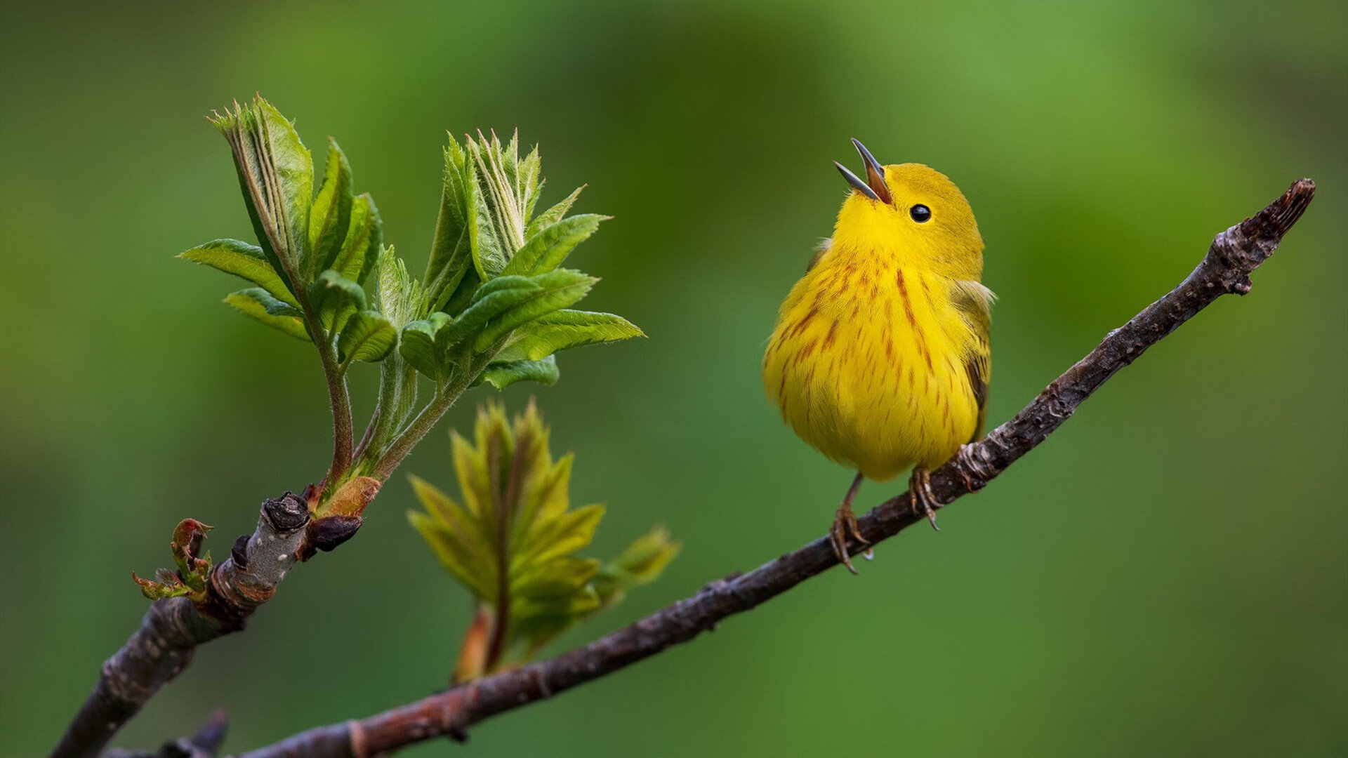比利时男篮在欧洲预赛中奋勇前行，冲冠亚军，比利时男篮3v3