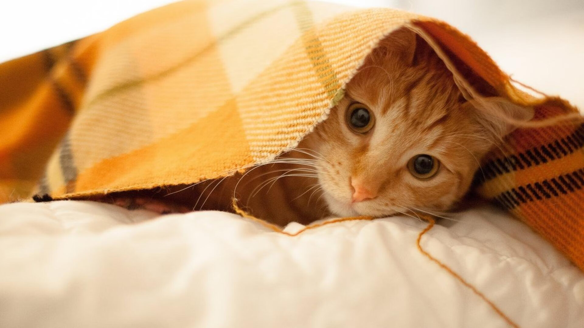 比利时男篮在欧洲预赛中奋勇前行，冲冠亚军，比利时男篮3v3