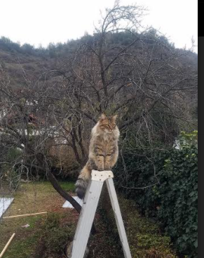 维尔·冯·威克：充分发挥体能优势，攻破对方防线为南非队创造机会